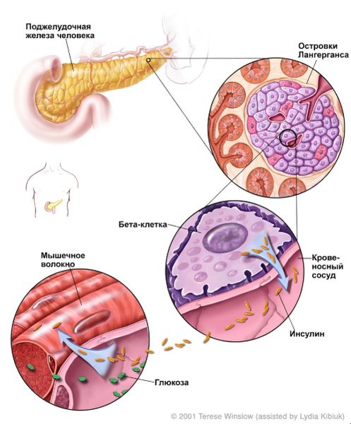 Выработка инсулина в поджелудочной железе