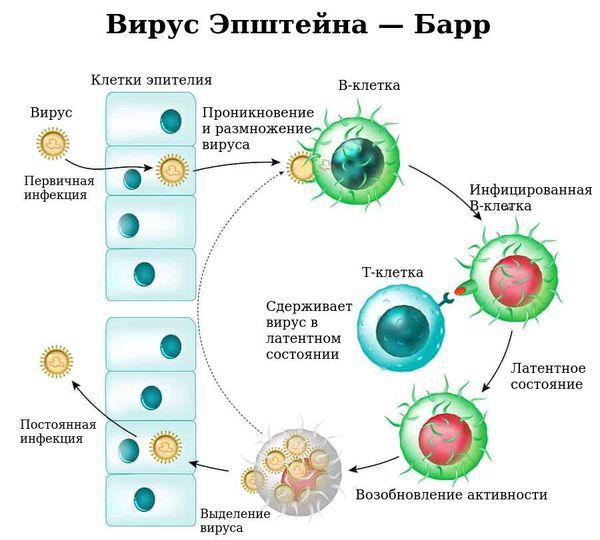 Проникновение вируса Эпштейна — Барр в организм