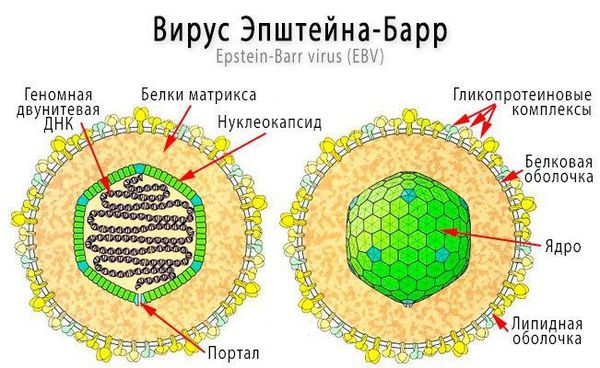 Структура вируса Эпштейна — Барр