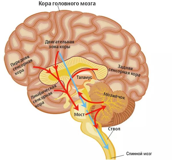 кортекс головной мозг