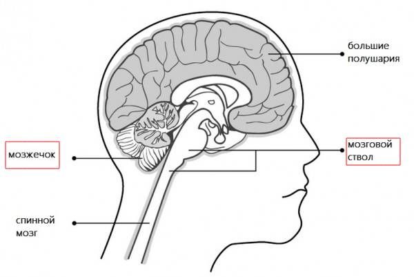 Расположение ствола мозга и мозжечка