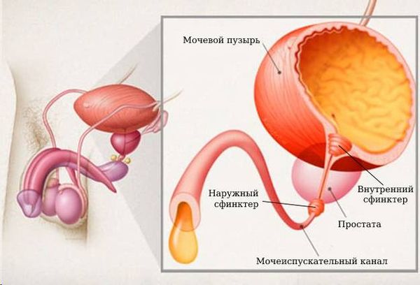 Сужение мочеиспускательного канала: стадии и формы заболевания