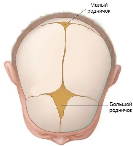 Роднички в норме