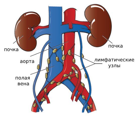 Парааортальные лимфоузлы