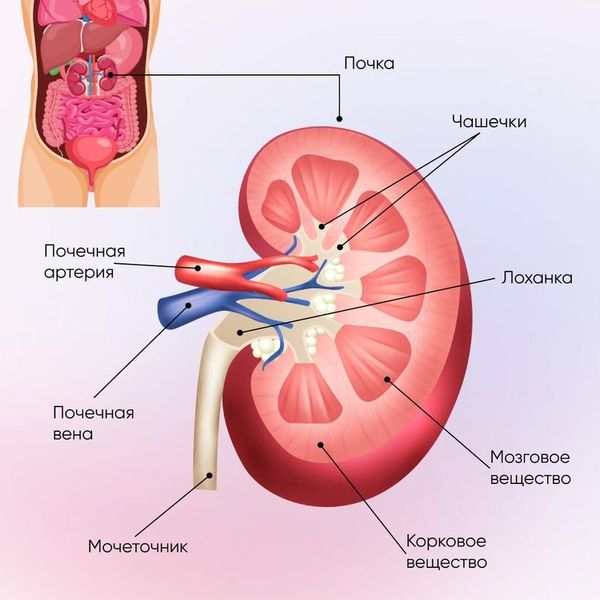 Строение почки