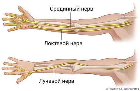 Локтевой и срединный нервы