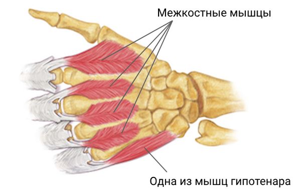 Межкостные мышцы и мышцы гипотенара