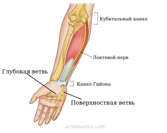Ветви локтевого нерва
