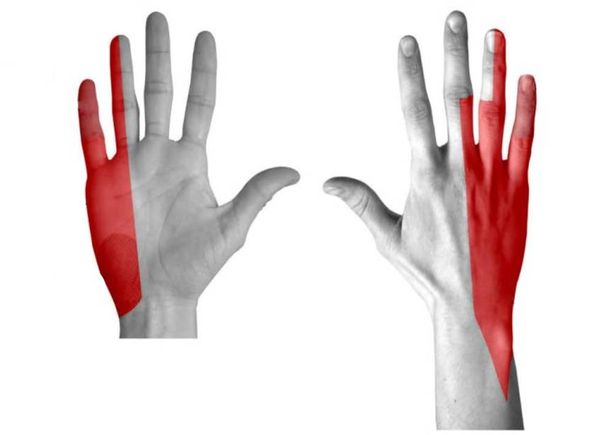 Зоны, которые контролирует локтевой нерв (локтевая части кисти)