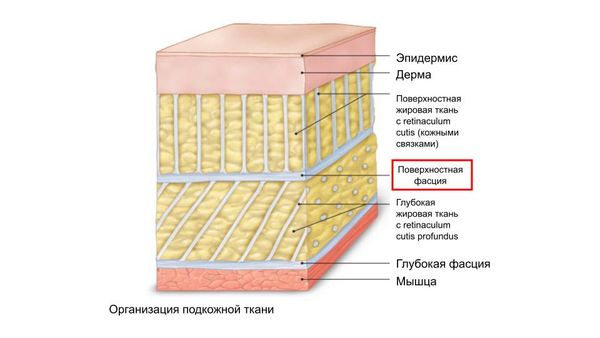 Расположение поверхностной фасции