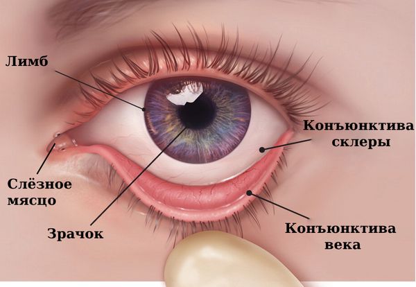 Конъюнктива век, слёзное мясцо