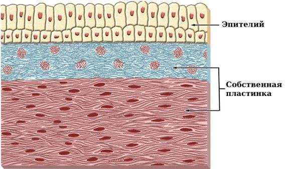 Слои конъюнктивы [19]