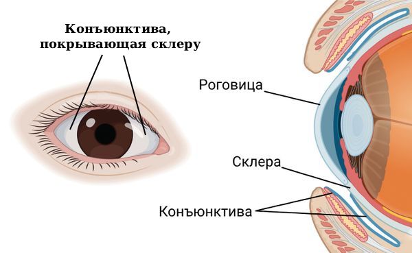 Строение глаза, расположение конъюнктивы
