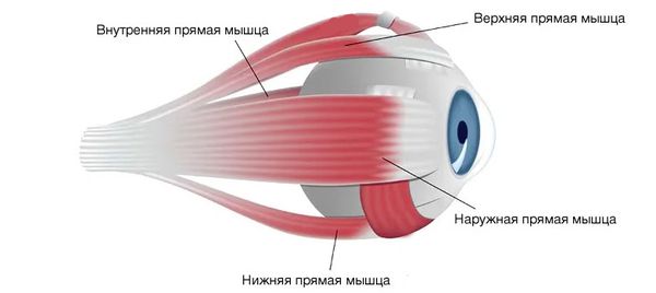 Прямые мышцы глаза