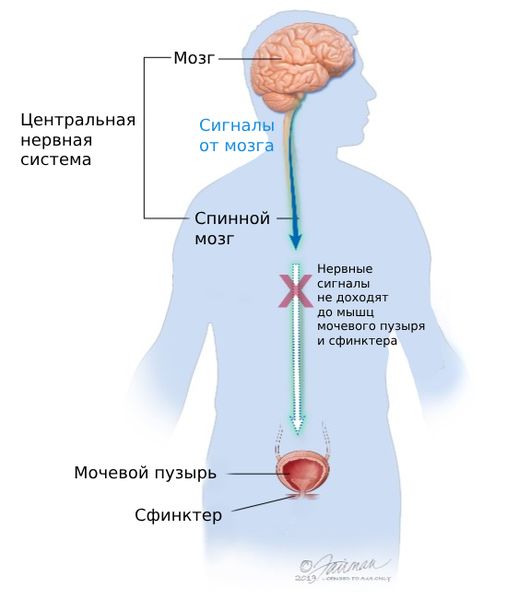 Нервная система — 6 хитростей для ее укрепления | taimyr-expo.ru