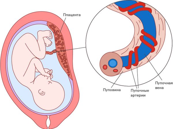 Строение пуповины