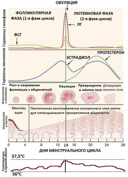 Схема менструального цикла