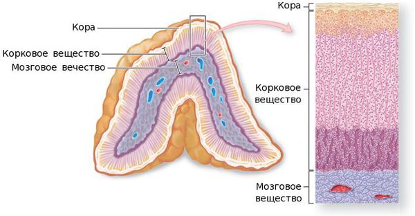 Узлы в надпочечниках что это такое