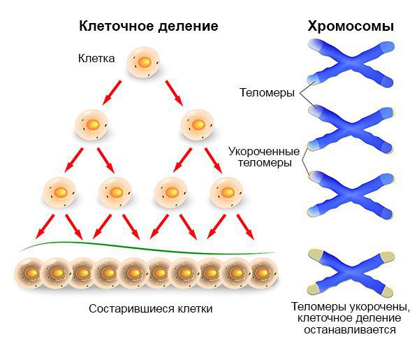 Клеточное деление. Укорочение теломер хромосомы.
