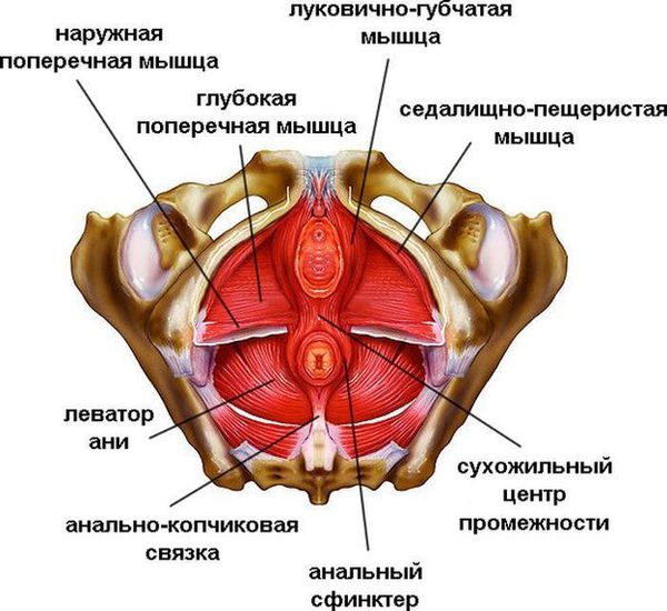 Мышцы и связки тазового дна женщины