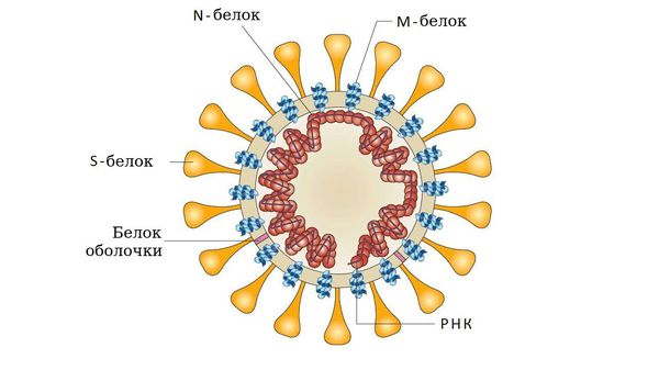 struktura koronavirusa s