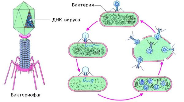 zhiznennyy cikl bakteriofaga s