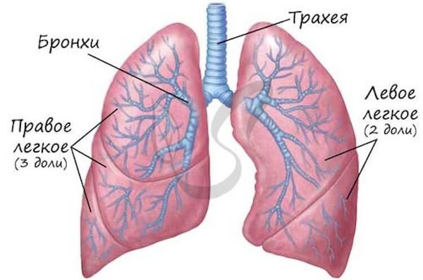 Строение лёгких
