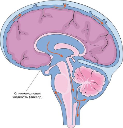 Спинномозговая жидкость