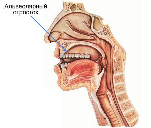 Альвеолярный отросток