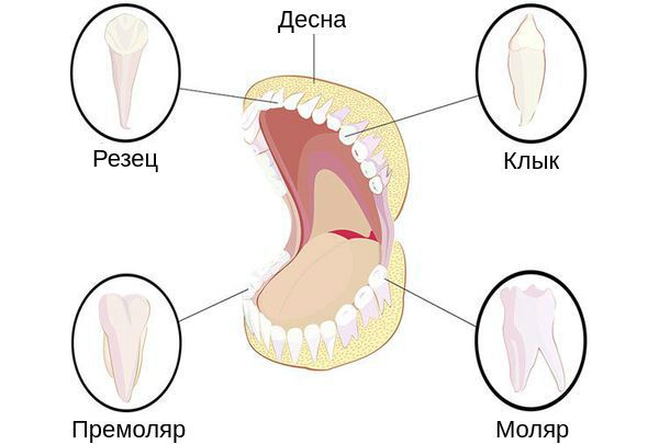 Группы зубов