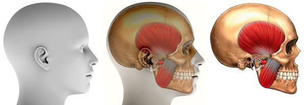 Мышцы челюстно-лицевой области