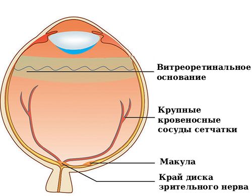Самые прочные зоны сцепления стекловидного тела с сетчаткой [16]