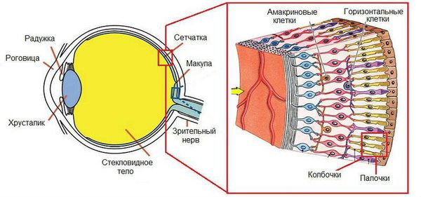 Анатомия глазного яблока