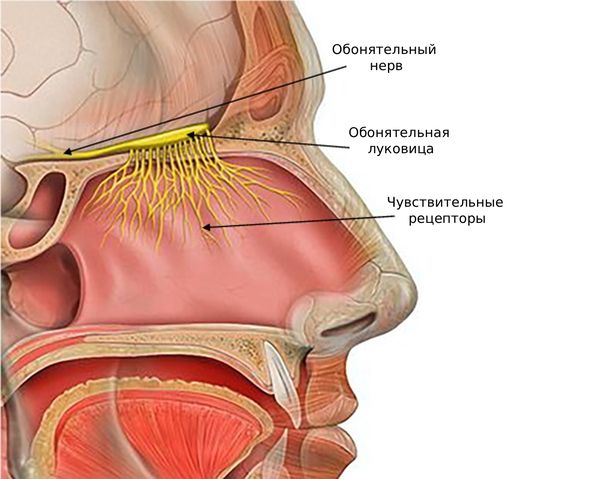 Обонятельная луковица