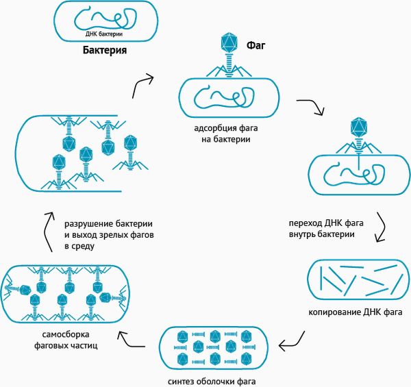 Уничтожение бактерий бактериофагами