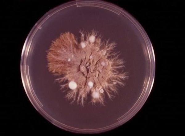 Epidermophyton floccosum на среде Сабуро