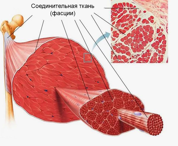 Фасции Фасции
