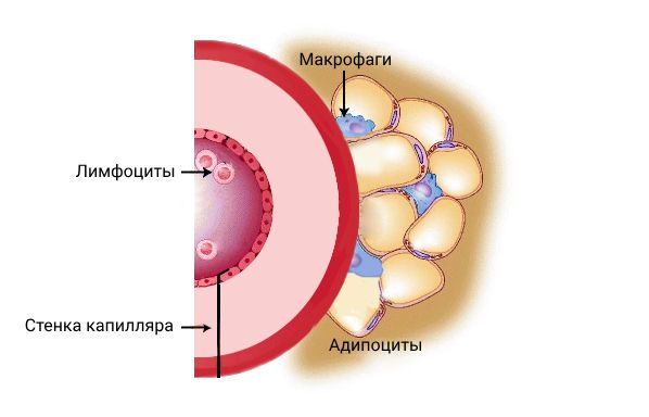 Взаимодействие жировой ткани с иммунными клетками Взаимодействие жировой ткани с иммунными клетками
