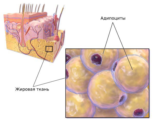 Жировая ткань Жировая ткань