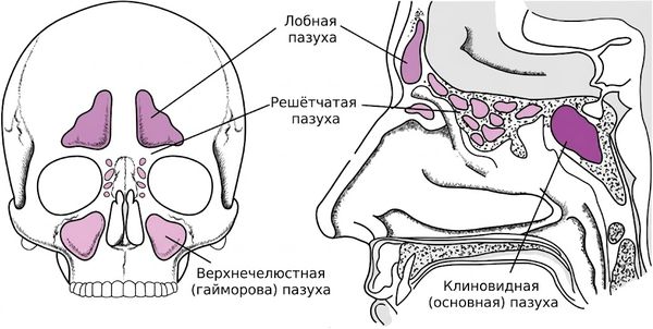 Придаточные пазухи носа