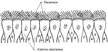 Реснички эпителия Реснички эпителия
