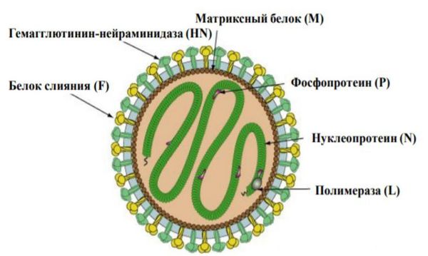 Вирус парагриппа Вирус парагриппа