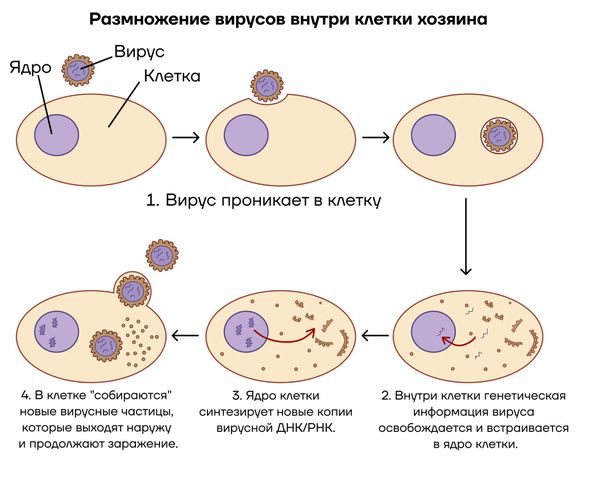 Внедрение вируса в клетку и его размножение