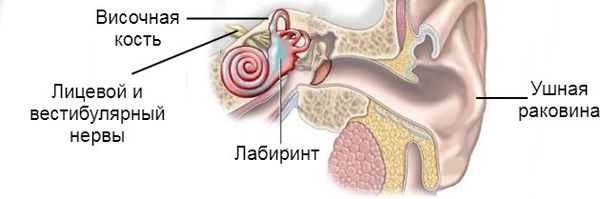 Лабиринтный сегмент височной кости