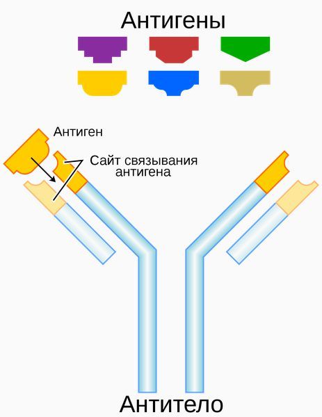 Антигены и антитела Антигены и антитела