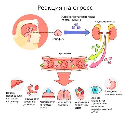 Реакция организма на стресс