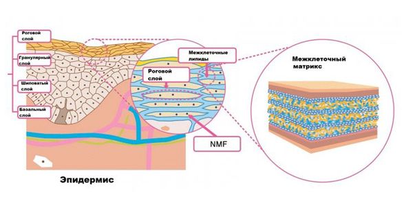 Строение эпидермиса Строение эпидермиса