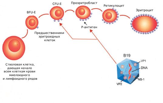 Механизм внедрения вируса