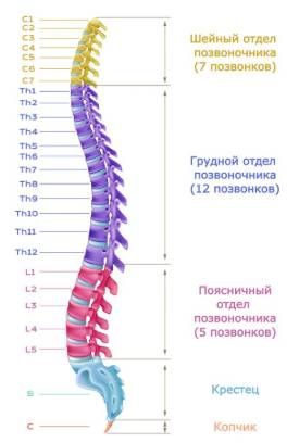 Расположение позвонков Расположение позвонков