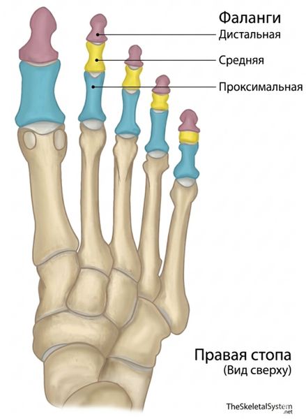Строение пальцев ног